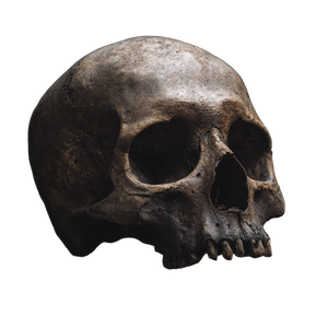 Human Skull V15 Vinyl Car Decal Sticker – Waterproof & UV-Resistant 6.826666666666667"