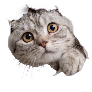 Scottish Fold Cat V22 Vinyl Car Decal Sticker – Waterproof & UV-Resistant 3.4133333333333336"