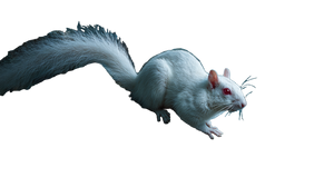 Albino Squirrel Vinyl Car Decal Sticker – Waterproof & UV-Resistant 5.4 Albino Squirrel Vinyl Car Decal Sticker – Waterproof & UV-Resistant 5.4