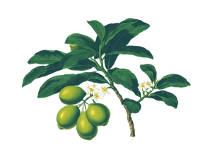 Tahiti Lime Plant Vinyl Car Decal Sticker – Waterproof & UV-Resistant 6.1866666666666665"