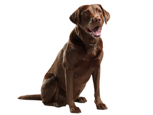 Happy Labrador Dog Vinyl Car Decal Sticker – Waterproof & UV-Resistant 6.1866666666666665"