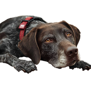 Curious Forest Dog Vinyl Car Decal Sticker – Waterproof & UV-Resistant 6.826666666666667"