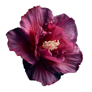 Cinematic Hibiscus Vinyl Car Decal Sticker – Waterproof & UV-Resistant 3.4133333333333336"