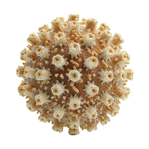 Human Papillomavirus Illustration Vinyl Car Decal Sticker – Waterproof & UV-Resistant 6.826666666666667"