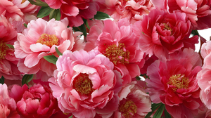 Photorealistic Peonies Vinyl Car Decal Sticker – Waterproof & UV-Resistant 5.4