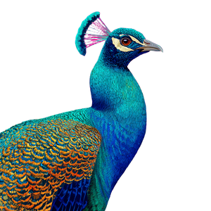 Pop-Art Peacock Vinyl Car Decal Sticker – Waterproof & UV-Resistant 3.4133333333333336" Pop-Art Peacock Vinyl Car Decal Sticker – Waterproof & UV-Resistant 3.4133333333333336"