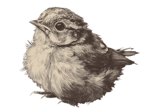 Baby Bird Sketch V2 Vinyl Car Decal Sticker – Waterproof & UV-Resistant 3.0933333333333333"