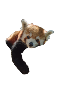 Red Panda Gazing Vinyl Car Decal Sticker – Waterproof & UV-Resistant 8.213333333333333"