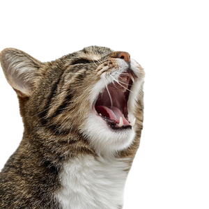 Crying Cat Vinyl Car Decal Sticker – Waterproof & UV-Resistant 3.4133333333333336"