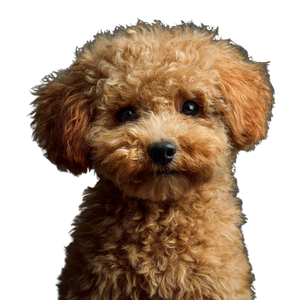 Toy Poodle V4 Vinyl Car Decal Sticker – Waterproof & UV-Resistant 6.826666666666667"