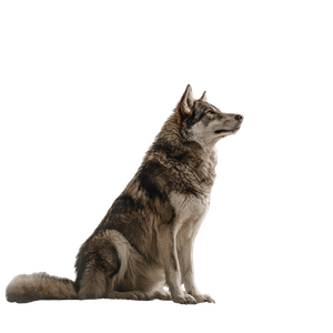 Wolf Staring Skyward Vinyl Car Decal Sticker – Waterproof & UV-Resistant 3.4133333333333336"