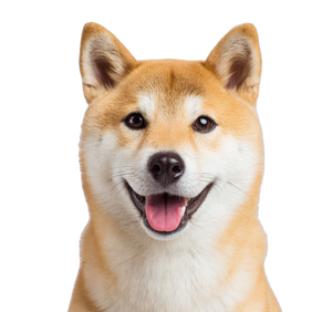 Happy Shiba Inu V7 Vinyl Car Decal Sticker – Waterproof & UV-Resistant 3.4133333333333336"