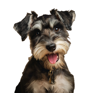 Happy Schnauzer Puppy Vinyl Car Decal Sticker – Waterproof & UV-Resistant 6.826666666666667"