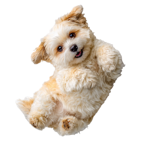 Happy Fluffy Puppy V2 Vinyl Car Decal Sticker – Waterproof & UV-Resistant 3.4133333333333336"