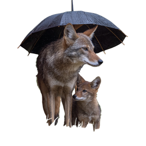 Red Wolf Nanny Vinyl Car Decal Sticker – Waterproof & UV-Resistant 3.4133333333333336"