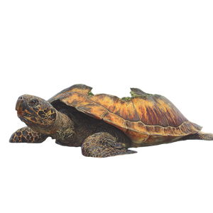 Hawaiian Island Turtle Vinyl Car Decal Sticker – Waterproof & UV-Resistant 6.826666666666667" Hawaiian Island Turtle Vinyl Car Decal Sticker – Waterproof & UV-Resistant 6.826666666666667"