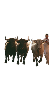 Bull Run Charge Vinyl Car Decal Sticker – Waterproof & UV-Resistant 4.8533333333333335"