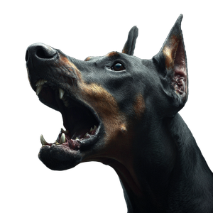 Barking Doberman V2 Vinyl Car Decal Sticker – Waterproof & UV-Resistant 3.4133333333333336"