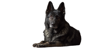 Loyal German Shepherd V2 Vinyl Car Decal Sticker – Waterproof & UV-Resistant 2.72"