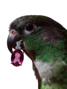 Luxury Parrot Jewelry Vinyl Car Decal Sticker – Waterproof & UV-Resistant 8.213333333333333"