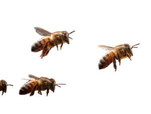 Bees On Honeycomb V4 Vinyl Car Decal Sticker – Waterproof & UV-Resistant 3.0933333333333333"