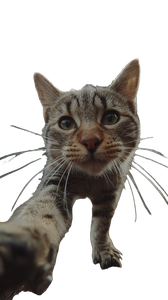 Sprinting Tabby Cat Vinyl Car Decal Sticker – Waterproof & UV-Resistant 4.8533333333333335"