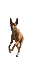 Egyptian Hunting Hound Vinyl Car Decal Sticker – Waterproof & UV-Resistant 4.8533333333333335"