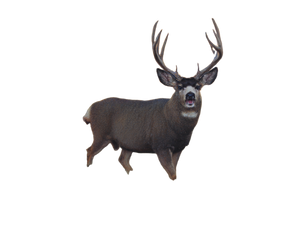 Mule Deer Buck V3 Vinyl Car Decal Sticker – Waterproof & UV-Resistant 6.1866666666666665"