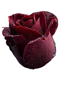Dewy Red Rose V3 Vinyl Car Decal Sticker – Waterproof & UV-Resistant 4.4