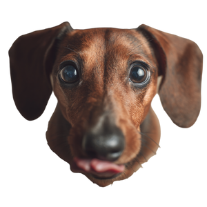 Cute Dachshund V3 Vinyl Car Decal Sticker – Waterproof & UV-Resistant 3.4133333333333336"