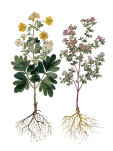 Botanical Illustrations V3 Vinyl Car Decal Sticker – Waterproof & UV-Resistant 4.1066666666666665" Botanical Illustrations V3 Vinyl Car Decal Sticker – Waterproof & UV-Resistant 4.1066666666666665"