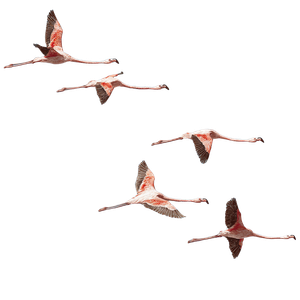 Flying Flamingos V2 Vinyl Car Decal Sticker – Waterproof & UV-Resistant 3.4133333333333336"