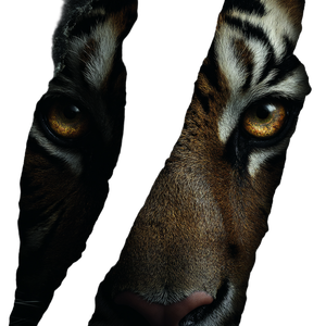 Glowing Tiger Eyes Vinyl Car Decal Sticker – Waterproof & UV-Resistant 3.4133333333333336"