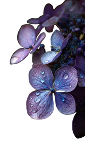 Hydrangea Rain Vinyl Car Decal Sticker – Waterproof & UV-Resistant 4.8533333333333335"