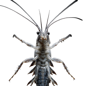 Giant Silverfish Creature Vinyl Car Decal Sticker – Waterproof & UV-Resistant 3.4133333333333336"