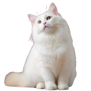 Cute Ragdoll Kitten V3 Vinyl Car Decal Sticker – Waterproof & UV-Resistant 3.4133333333333336"