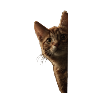 Curious Kitten Peek Vinyl Car Decal Sticker – Waterproof & UV-Resistant 3.4133333333333336" Curious Kitten Peek Vinyl Car Decal Sticker – Waterproof & UV-Resistant 3.4133333333333336"