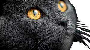 Black Cat Portrait V16 Vinyl Car Decal Sticker – Waterproof & UV-Resistant 5.4