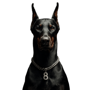 Doberman With Chain V3 Vinyl Car Decal Sticker – Waterproof & UV-Resistant 6.826666666666667"