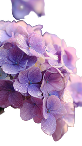 Purple Hydrangeas Vinyl Car Decal Sticker – Waterproof & UV-Resistant 4.8533333333333335"