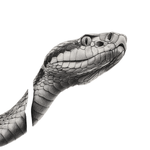 White Snake Drawing Vinyl Car Decal Sticker – Waterproof & UV-Resistant 6.826666666666667"