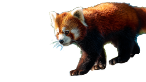 Red Panda Walking Vinyl Car Decal Sticker – Waterproof & UV-Resistant 2.72" Red Panda Walking Vinyl Car Decal Sticker – Waterproof & UV-Resistant 2.72"