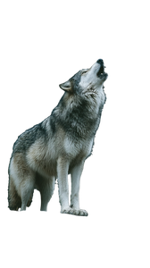 Majestic Howling Wolf V6 Vinyl Car Decal Sticker – Waterproof & UV-Resistant 9.706666666666667"