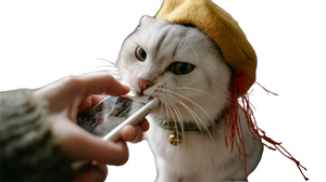 Cat Bites Iphone Vinyl Car Decal Sticker – Waterproof & UV-Resistant 5.4