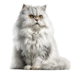 Fluffy Persian Cat V9 Vinyl Car Decal Sticker – Waterproof & UV-Resistant 3.4133333333333336"