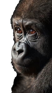 Sulky Baby Gorilla Vinyl Car Decal Sticker – Waterproof & UV-Resistant 4.8533333333333335" Sulky Baby Gorilla Vinyl Car Decal Sticker – Waterproof & UV-Resistant 4.8533333333333335"