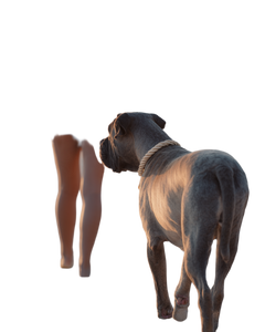 Grey Cane Corso Vinyl Car Decal Sticker – Waterproof & UV-Resistant 8.0"