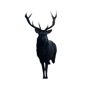 Majestic Amber Stag Vinyl Car Decal Sticker – Waterproof & UV-Resistant 3.4133333333333336"