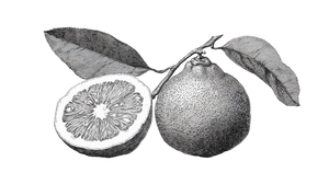 Bergamot Fruit Slice Vinyl Car Decal Sticker – Waterproof & UV-Resistant 5.4