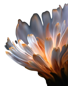 Ethereal Flower Close-Up Vinyl Car Decal Sticker – Waterproof & UV-Resistant 8.0"
